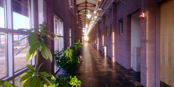 Hallway of Chino Vally campus with plants near windows down the length of it